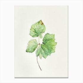 Thimbleberry Leaf Minimalist Watercolour Canvas Print
