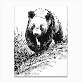 Giant Panda Cub Sliding Down A Hill Ink Illustration 2 Canvas Print