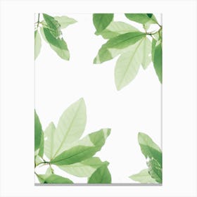 Green Leaves On White Background Canvas Print