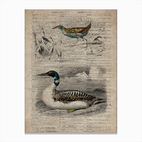 Baillons Crake And Duck Dictionnaire Universel Dhistoire Naturelle Canvas Print