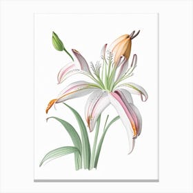 Inca Lily Floral Quentin Blake Inspired Illustration 3 Flower Canvas Print