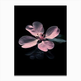 Pink Flower On Black Background 9 Canvas Print