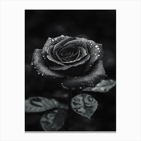 Black And White Rose 2 Canvas Print