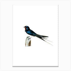 Vintage Barn Swallow Male Bird Illustration on Pure White n.0185 Canvas Print