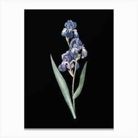 Vintage Dalmatian Iris Botanical Illustration on Solid Black n.0060 Canvas Print