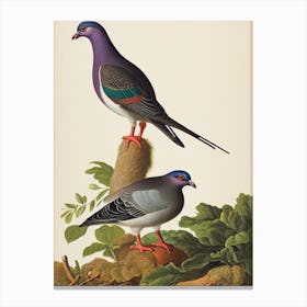 Pigeon James Audubon Vintage Style Bird Canvas Print