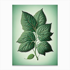 Mint Leaf Vintage Botanical 3 Canvas Print