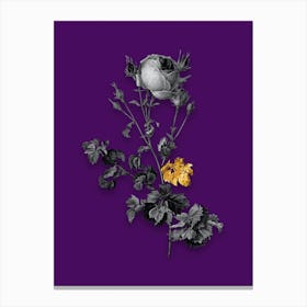 Vintage Celery Leaved Cabbage Rose Black and White Gold Leaf Floral Art on Deep Violet Canvas Print