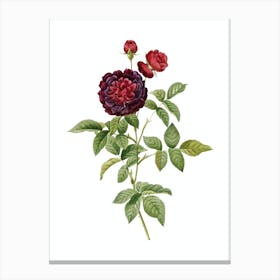 Vintage One Hundred Leaved Rose Botanical Illustration on Pure White n.0687 Canvas Print