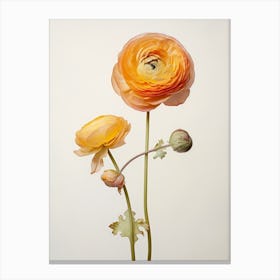 Pressed Flower Botanical Art Ranunculus 1 Canvas Print