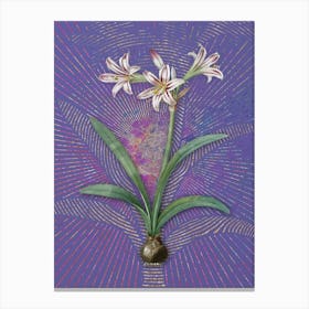 Vintage Amaryllis Botanical Illustration on Veri Peri n.0926 Canvas Print