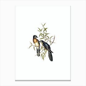 Vintage Brush Cuckoo Bird Illustration on Pure White n.0438 Canvas Print