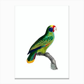 Vintage Red And Blue Amazon Parrot Bird Illustration on Pure White Canvas Print