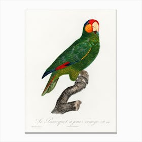 The Red Lored Amazon From Natural History Of Parrots, Francois Levaillant Canvas Print