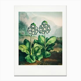 Vintage Botanical Temple Of Flora _2476819 Canvas Print