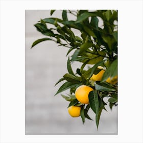 Italian Lemon Tree | Colorful travel photography Canvas Print