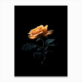 Single Rose On Black Background 31 Canvas Print