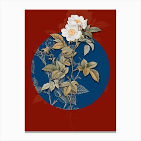 Vintage Botanical White Anjou Roses on Circle Blue on Red n.0025 Canvas Print