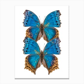 Two Deep Blue Butterflies Canvas Print