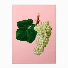 Vintage White Grape Botanical on Soft Pink n.0342 Canvas Print