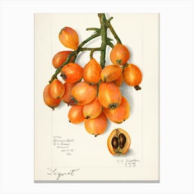 Lychee Fruit Canvas Print