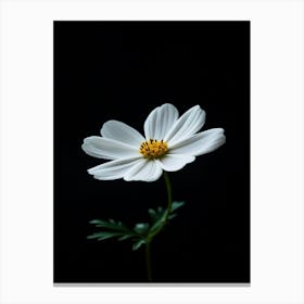 White Daisy 7 Canvas Print