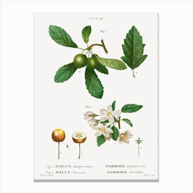 Southern Crabapple, Pierre Joseph Redoute Canvas Print