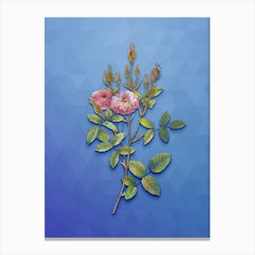Vintage Mossy Pompon Rose Botanical Art on Blue Perennial n.1941 Canvas Print