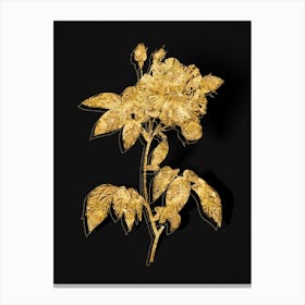 Vintage French Rosebush with Variegated Flowers Botanical in Gold on Black n.0356 Canvas Print
