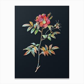 Vintage Rosa Redutea Glauca Botanical Watercolor Illustration on Dark Teal Blue n.0463 Canvas Print