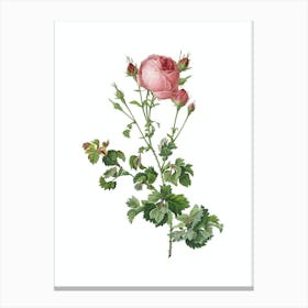 Vintage Celery Leaved Cabbage Rose Botanical Illustration on Pure White n.0648 Canvas Print