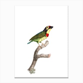 Vintage Coppersmith Barbet Bird Illustration on Pure White Canvas Print