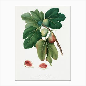 Common Fig (Ficus Carica Sativa) From Pomona Italiana (1817 - 1839), Giorgio Gallesio 1 Canvas Print