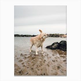 Golden Labrador At The Beach Canvas Print