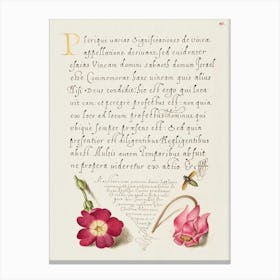 Insect, Balkan Primrose, And Alpine Violet From Mira Calligraphiae Monumenta, Joris Hoefnagel Canvas Print