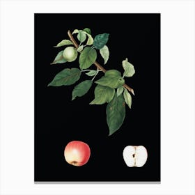 Vintage Apple Botanical Illustration on Solid Black n.0097 Canvas Print
