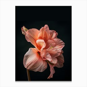 Amaryllis Canvas Print