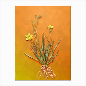 Vintage Yellow Eyed Grass Botanical Art on Tangelo n.0052 Canvas Print