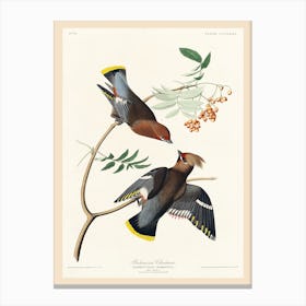 Bohemian Chatterer, Birds Of America, John James Audubon Canvas Print