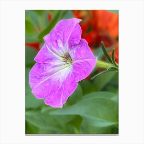 Purple Petunia Flower Canvas Print