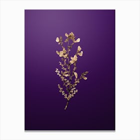Gold Botanical Adenocarpus on Royal Purple n.0929 Canvas Print