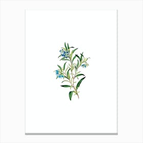Vintage Blue Narrow Leaved Sollya Botanical Illustration on Pure White n.0152 Canvas Print