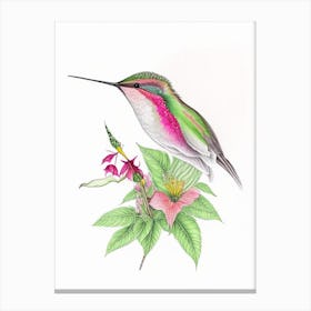 Calliope Hummingbird Quentin Blake Illustration Canvas Print