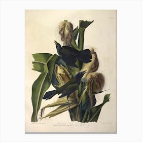 Purple Grakle Or Common Crow Blackbird, John James Audubon Canvas Print