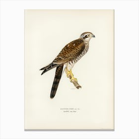 Eurasian Sparrowhawk, The Von Wright Brothers Canvas Print