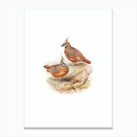 Vintage Rust Coloured Bronzewing Bird Illustration on Pure White n.0461 Canvas Print