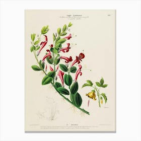 Botanical Illustration Of A Plant 1 Canvas Print