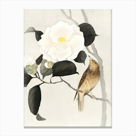 Songbird and flowering camellia Canvas Print