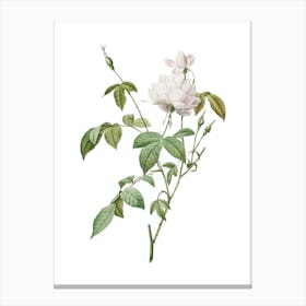Vintage White Bengal Rose Botanical Illustration on Pure White n.0370 Canvas Print