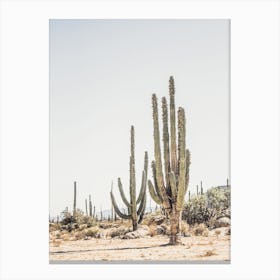 Towering Saguaro Cactus Canvas Print